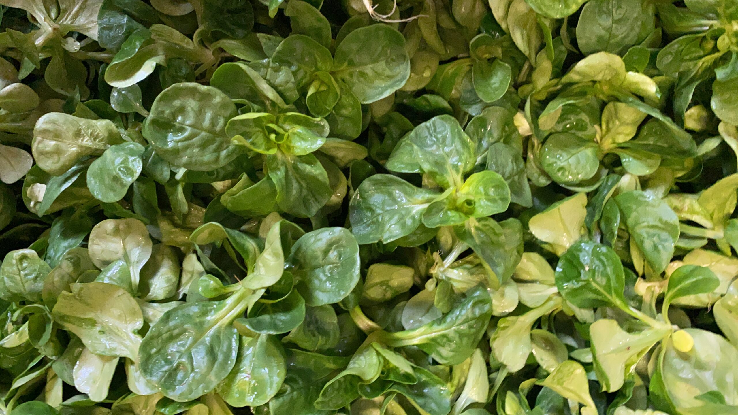 Feldsalat