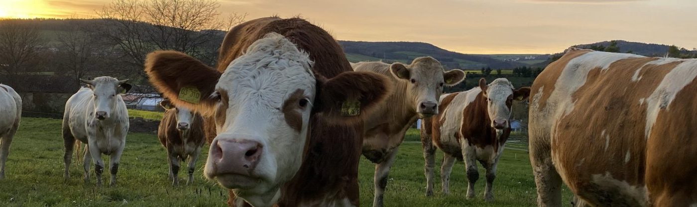HEADER TIERE