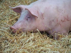 Buure Zmorge 2016 206